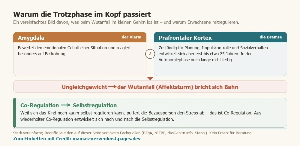 Vereinfachtes Schema, warum es in der Trotzphase zum Wutanfall kommt: die Amygdala als Alarm, der noch unreife präfrontale Kortex als Bremse, und Co-Regulation, aus der sich Selbstregulation entwickelt